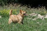 NORWICH TERRIER 010